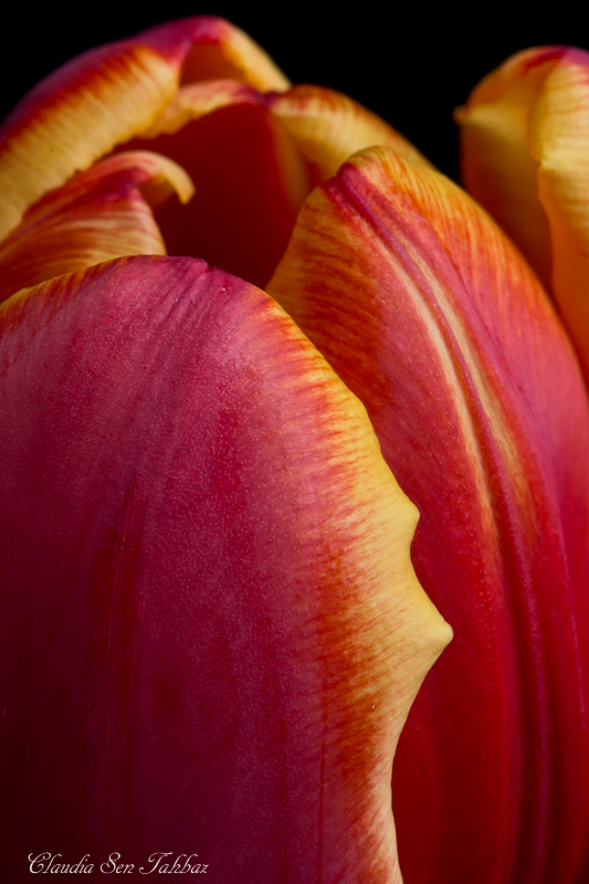 20130228-_MG_2484-V1-Tulips