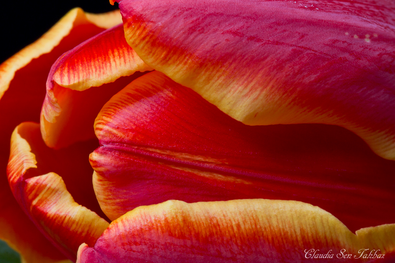 20130228-_MG_2488-V1-Tulips