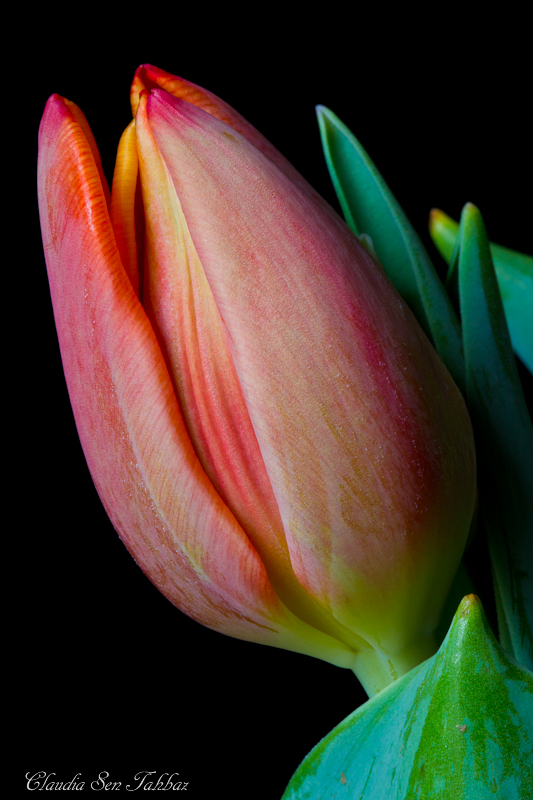 20130301-_MG_2525-V1-Tulips
