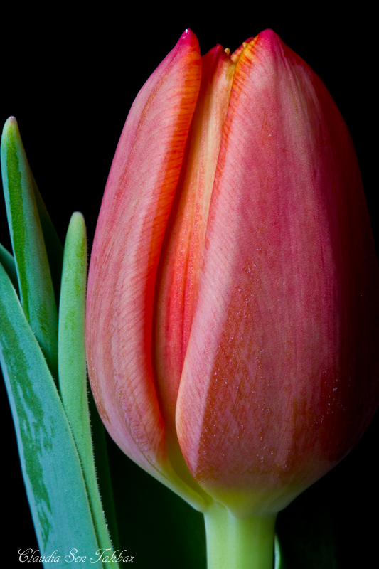 20130301-_MG_2526-V1-Tulips