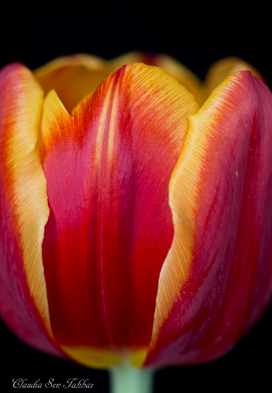 20130302-_MG_2556-V1-Tulips