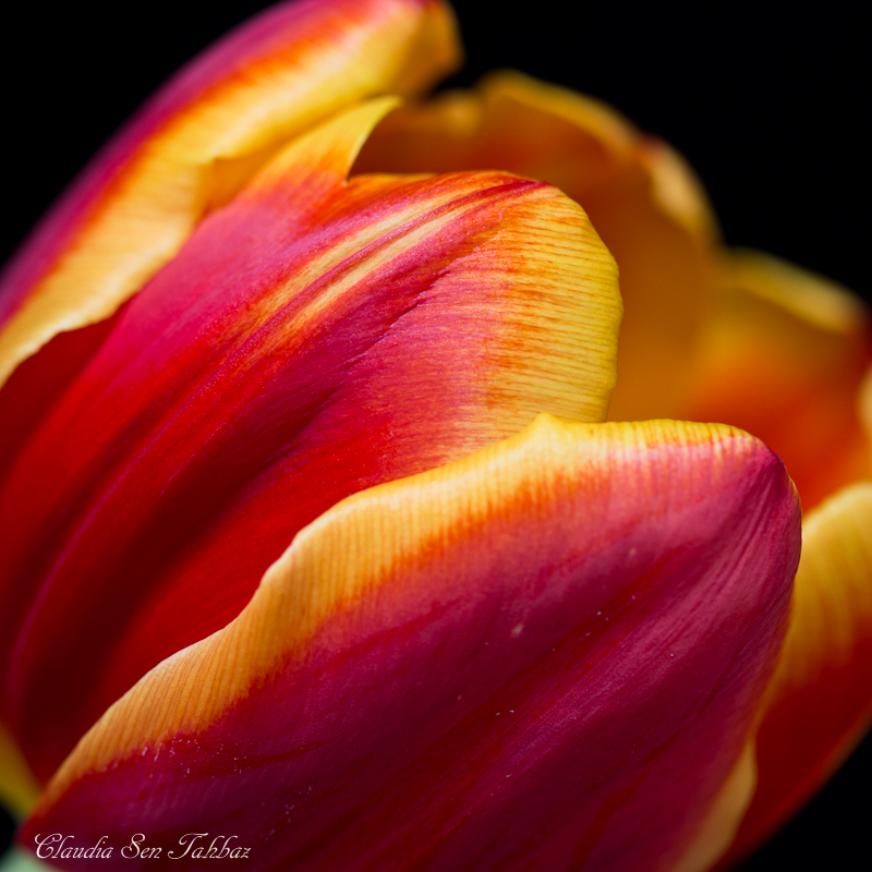 20130302-_MG_2559-V1-Tulips