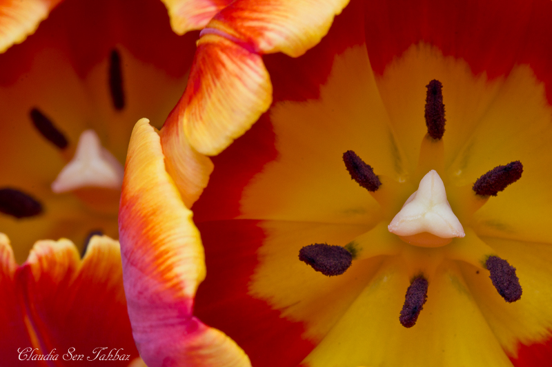 20130302-_MG_2569-V1-Tulips