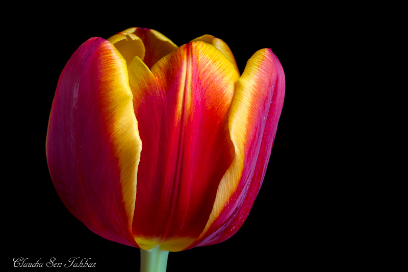 20130302-_MG_2584-V1-Tulips