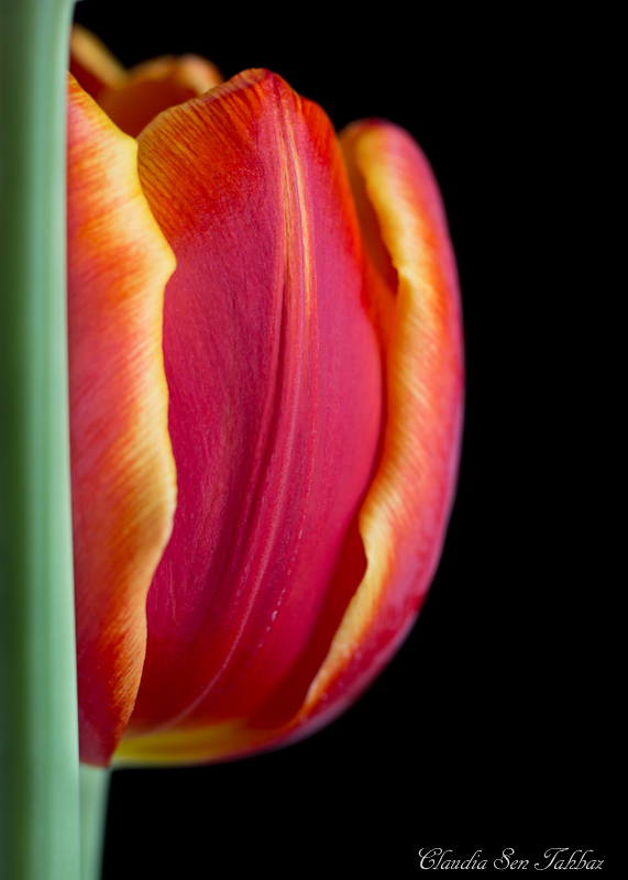 20130302-_MG_2613-V1-tulip 1