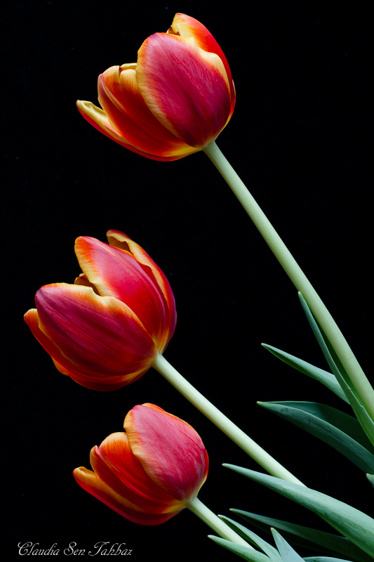 20130303-_MG_2621-V1-Tulips