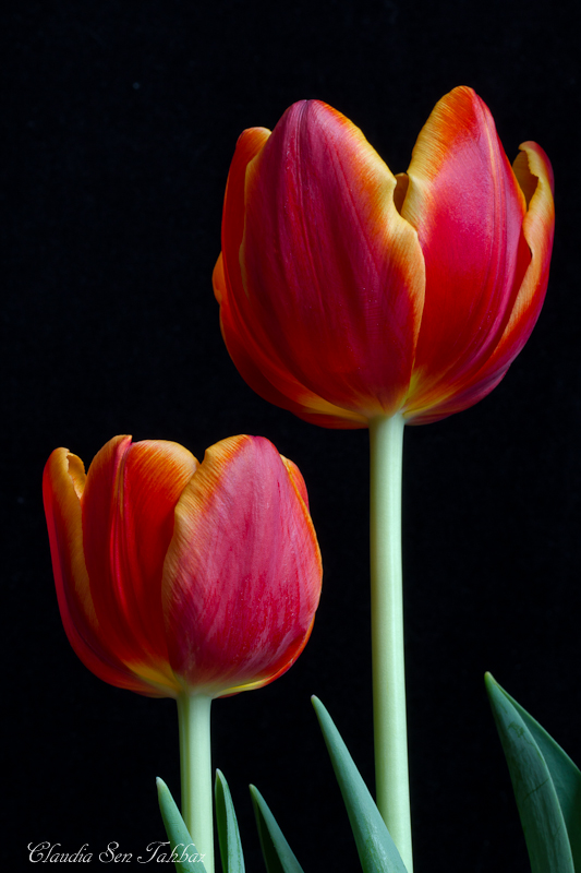 20130303-_MG_2624-V1-Tulips