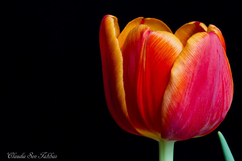 20130303-_MG_2627-V1-Tulips