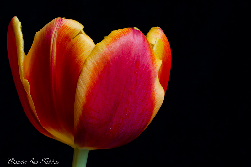 20130303-_MG_2629-V1-Tulips