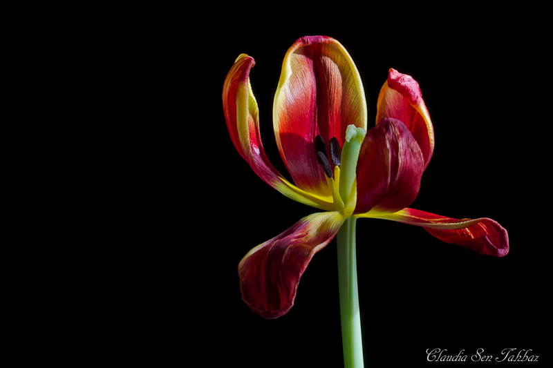 20130306-_MG_2698-V1-Tulips