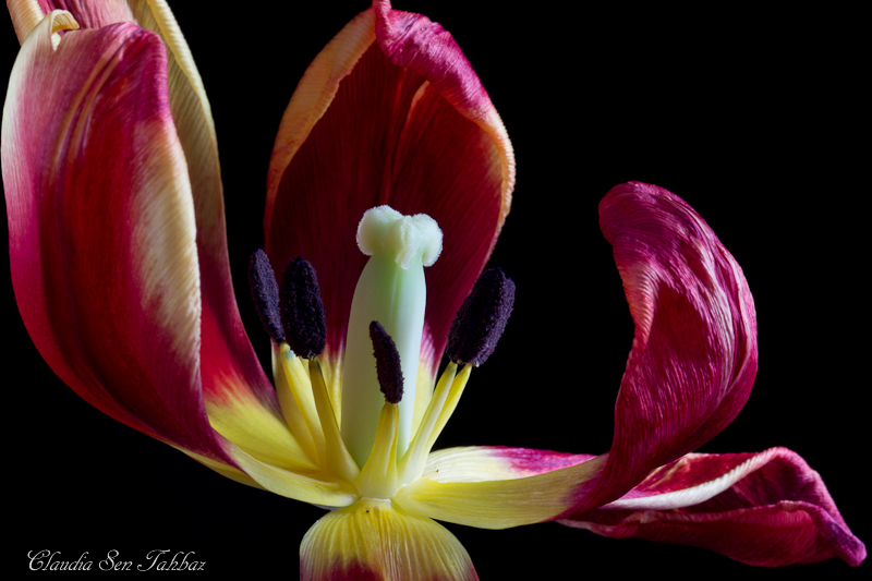 20130306-_MG_2721-V1-Tulips