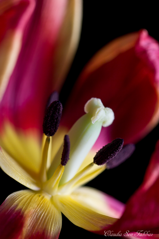 20130306-_MG_2730-V1-Tulips