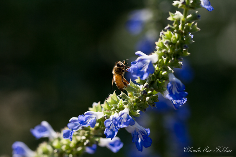 20140723-_MG_7396-V1-honey bee