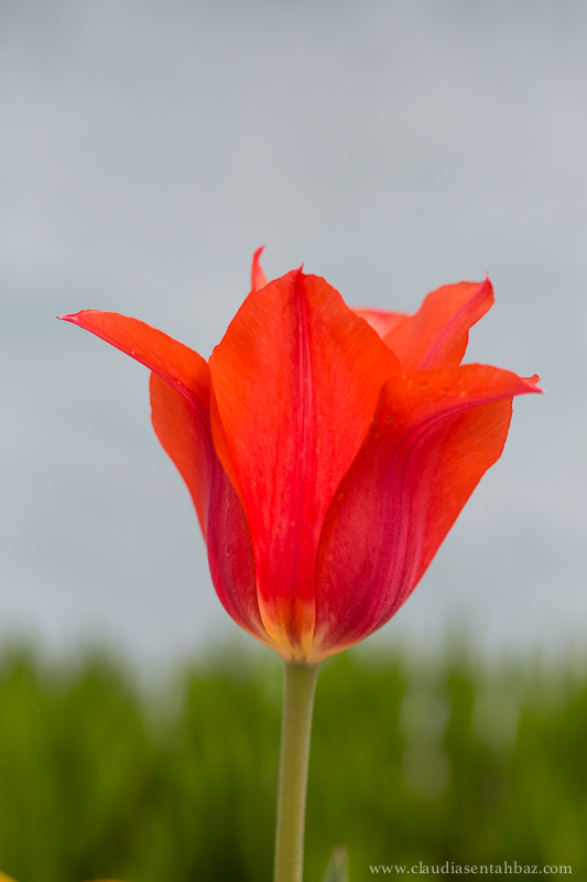 201504173B8A1833-Tulips