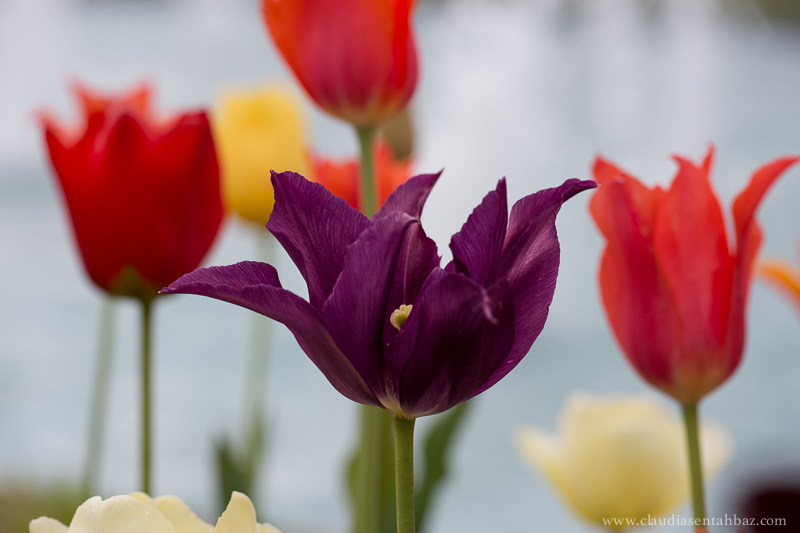 201504173B8A1841-Tulips