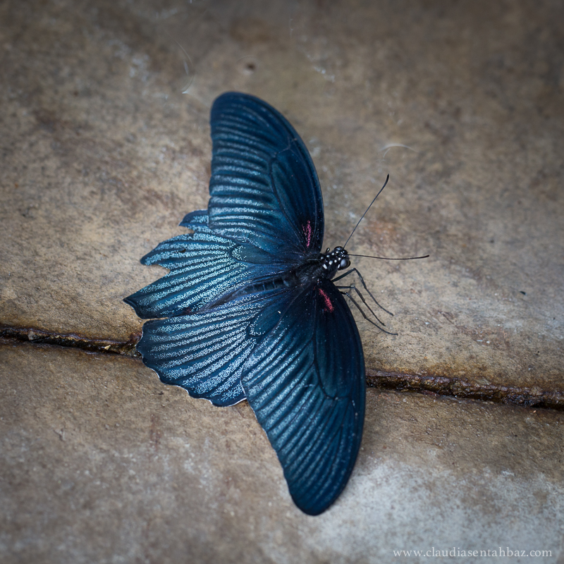 201504173B8A2064-Lewis Ginter mariposas