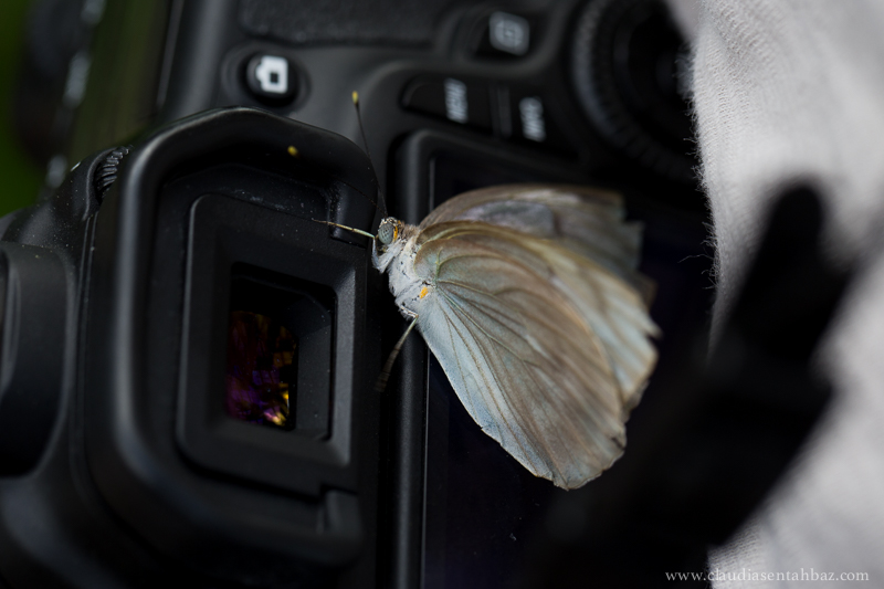 201504173B8A2156-Lewis Ginter mariposas