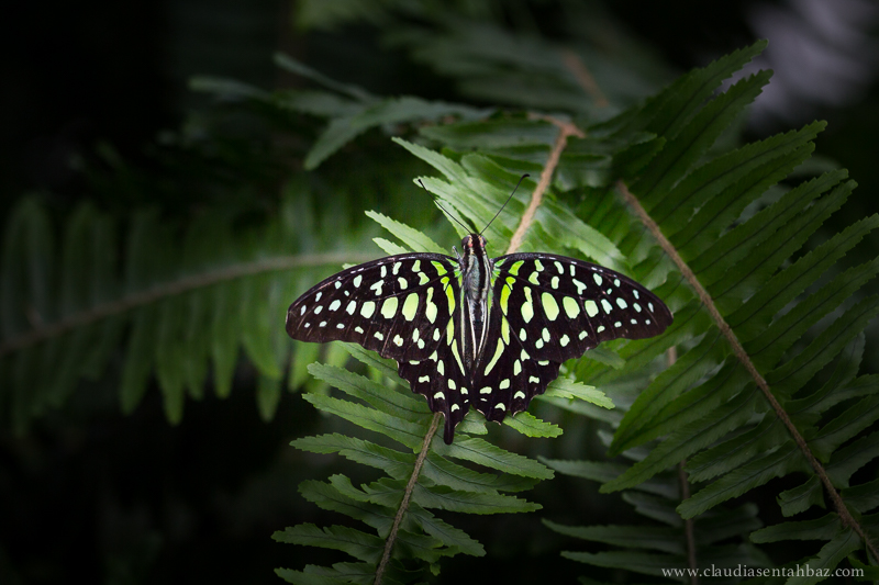 20150417_MG_9859-Lewis Ginter mariposas