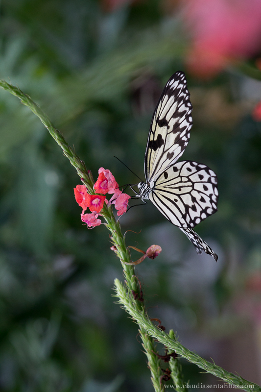 20150417_MG_9904-Lewis Ginter mariposas