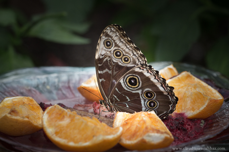 20150417_MG_9908-Lewis Ginter mariposas