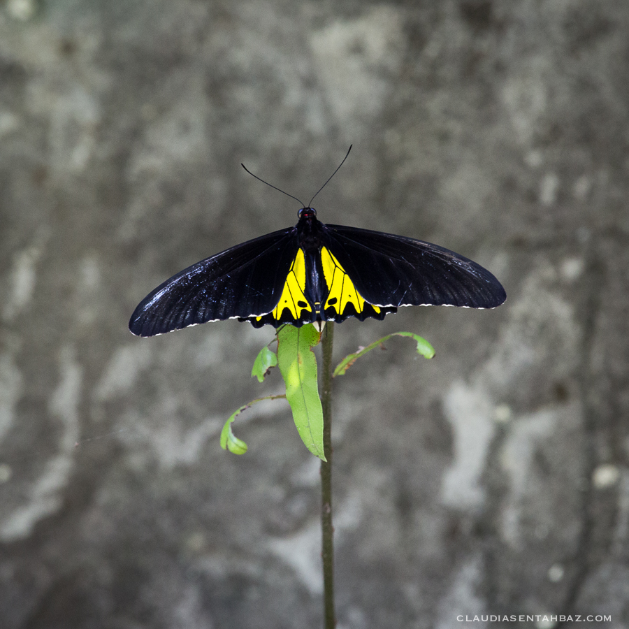 20161015-3B8A2264-Balibutterflies