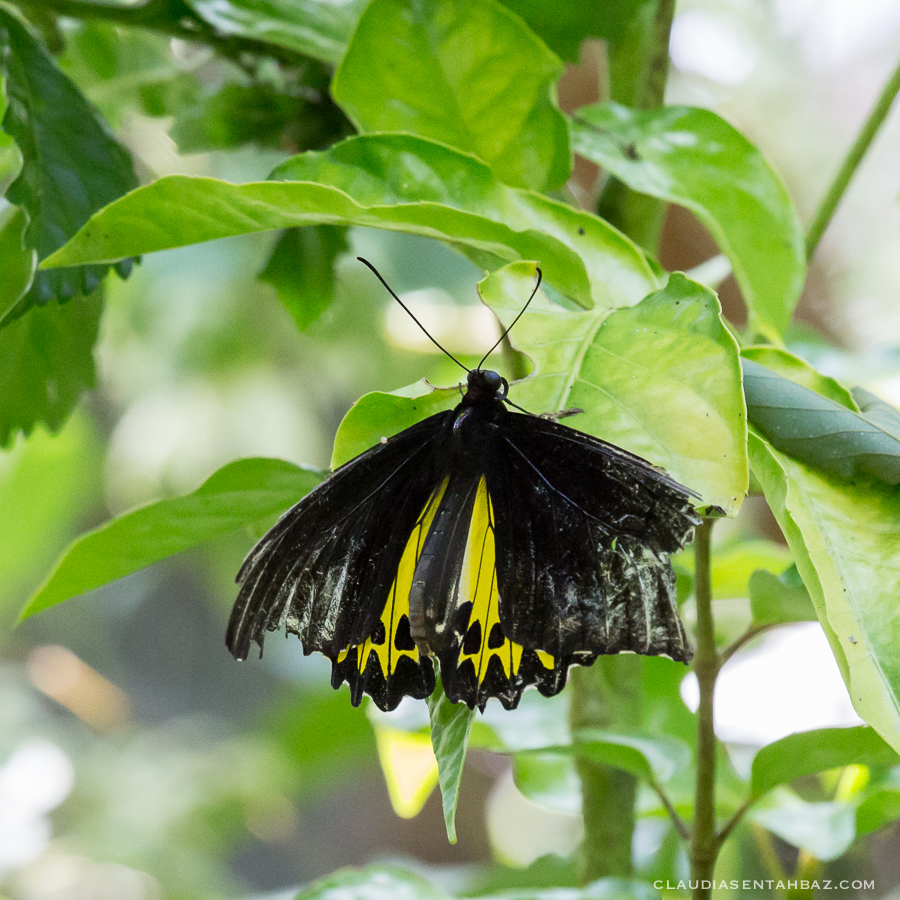 20161015-3B8A2282-Balibutterflies