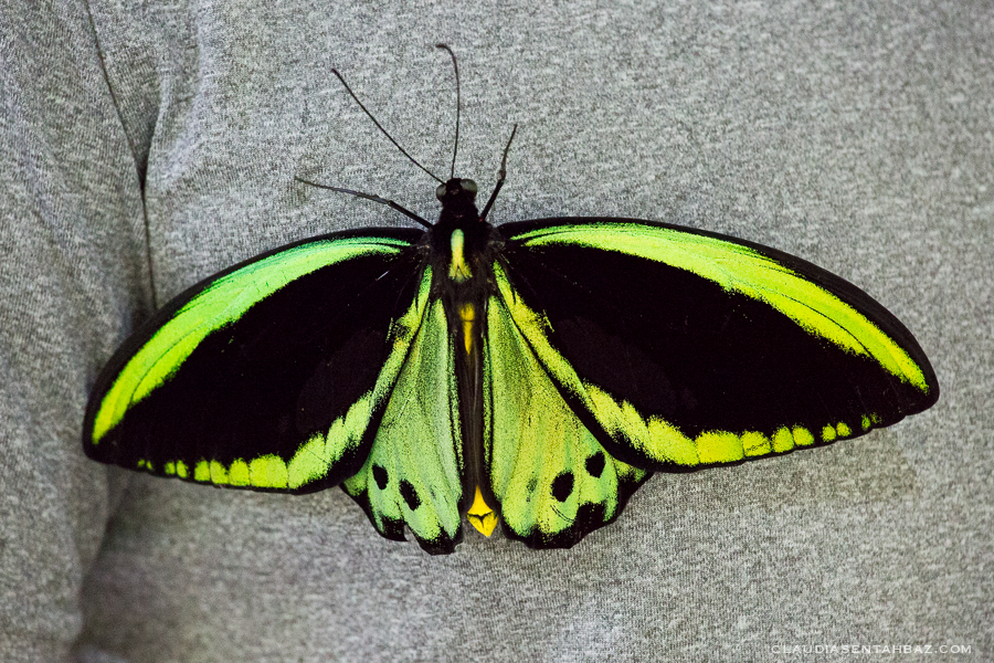 20161015-3B8A2297-Balibutterflies