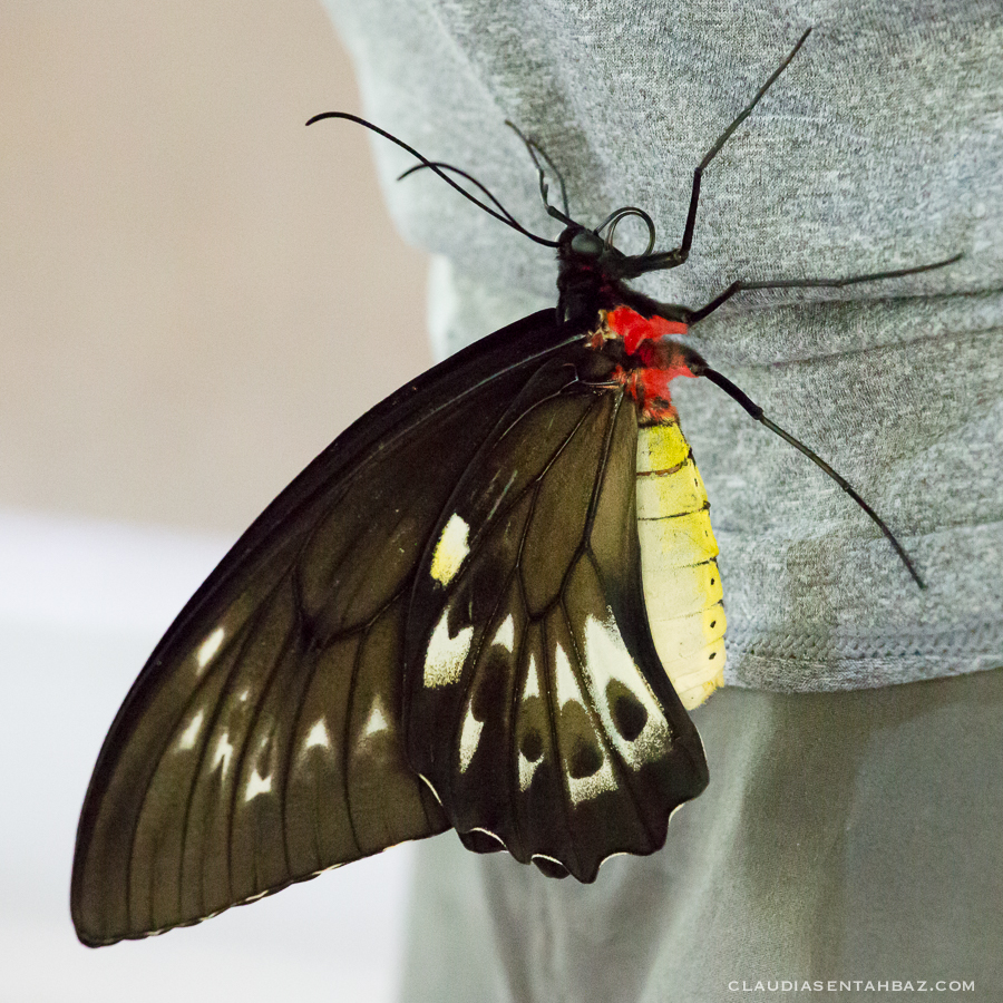 20161015-3B8A2305-Balibutterflies