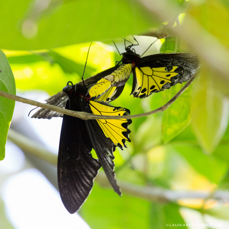 20161015-3B8A2319-Balibutterflies