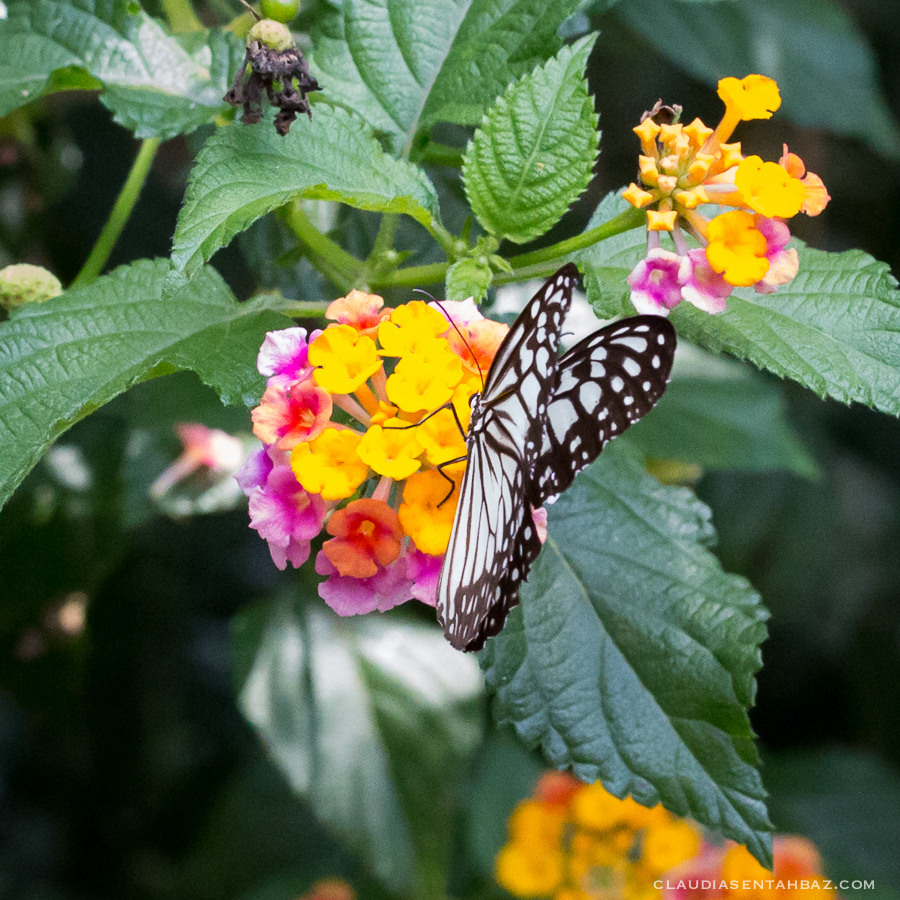 20161015-3B8A2389-Balibutterflies