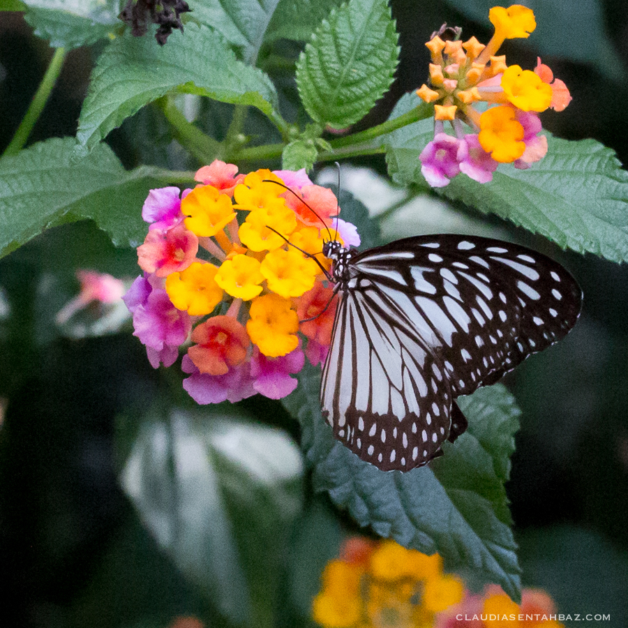 20161015-3B8A2390-Balibutterflies